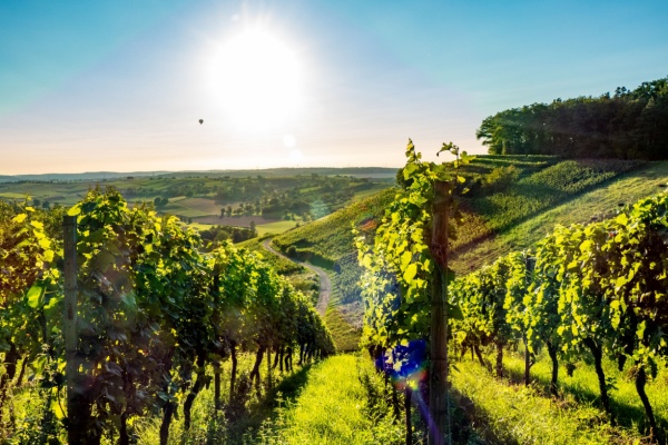 Viticulture : un sursis pour la d�claration des r�coltes
