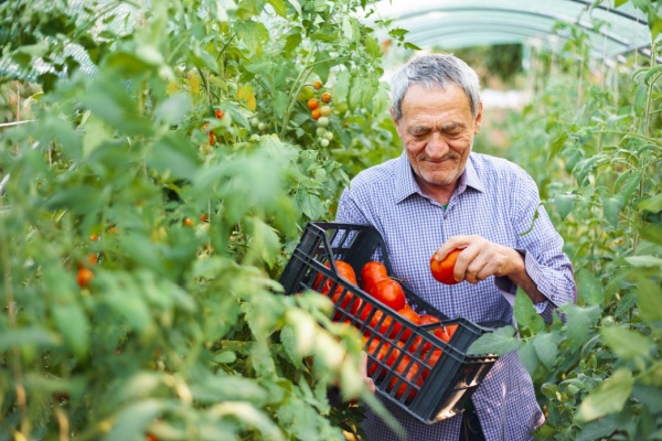 Retraite des non-salari�s agricole : alignement sur le r�gime g�n�ral