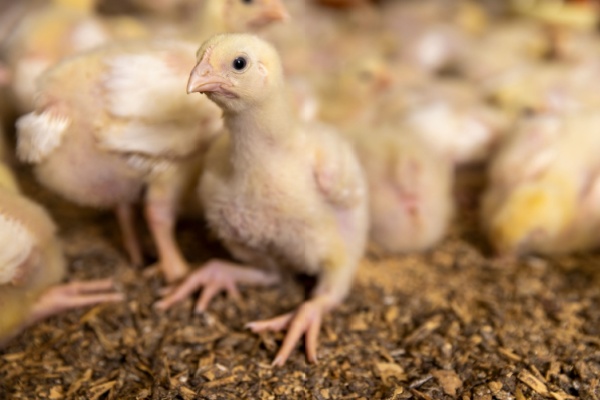 Tra�abilit� des volailles et oiseaux : �volution des obligations d�claratives