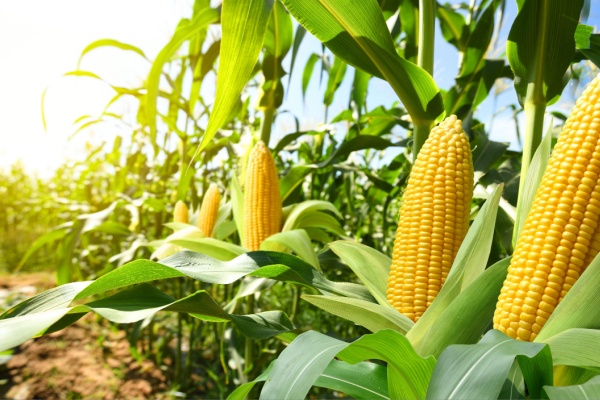 Produits alimentaires et TVA : et si leur utilisation n�est pas � normale � ?