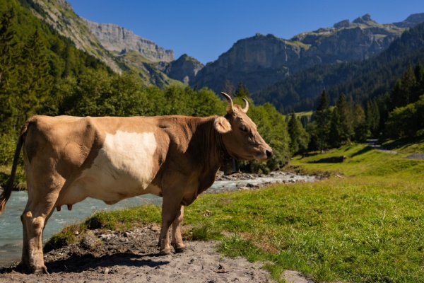 �levage bovin en Corse : un report de l�obligation d�identification