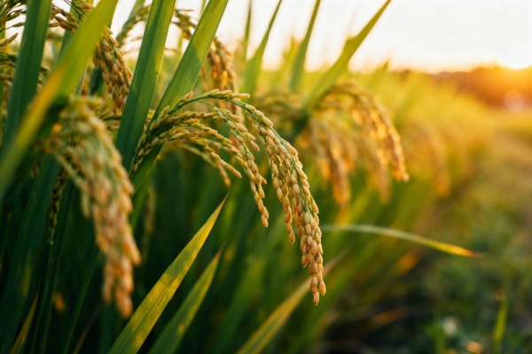 Capital d�c�s : une protection renforc�e pour les proches des non-salari�s agricoles