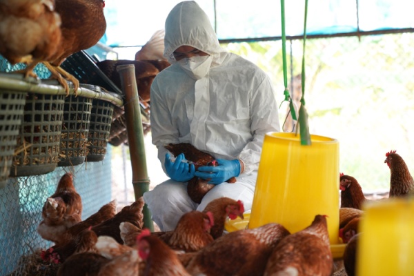 Influenza aviaire : une situation qui s�am�liore