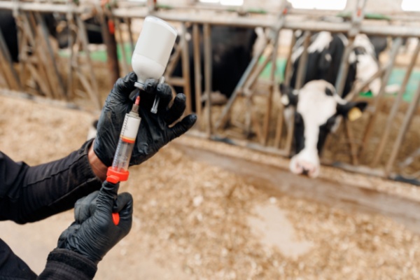 Dermatose nodulaire : nouvelle restriction de mouvements pour les animaux non-vaccin�s