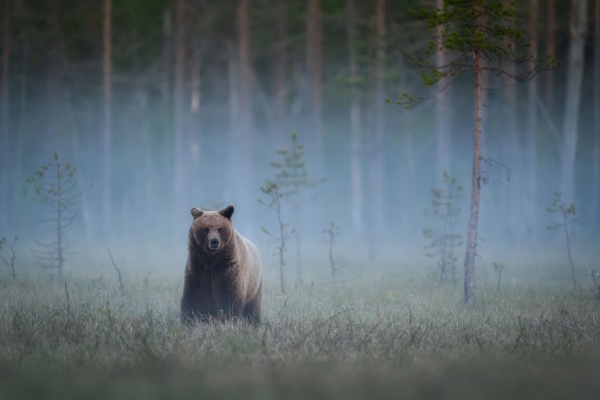 Animaux sauvages : des mesures � signaler