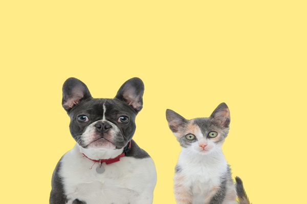 Vente d�animaux de compagnie : de nouvelles sanctions � conna�tre