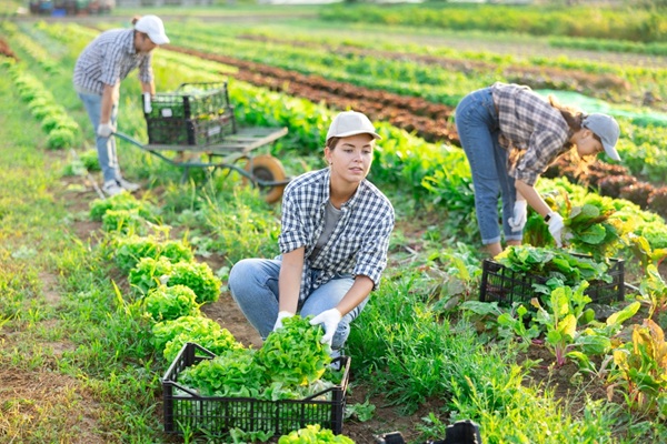 Travailleurs saisonniers agricoles : l�h�bergement sous tente �tendu � de nouveaux d�partements
