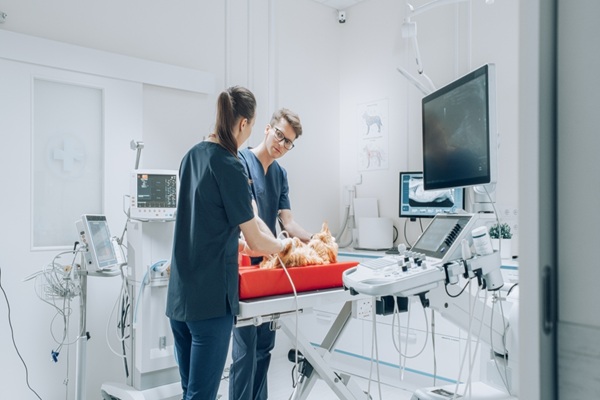 V�t�rinaires : une d�l�gation possible pour certains actes