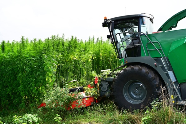Agriculture : �ligibilit� des cultures de chanvre � la PAC