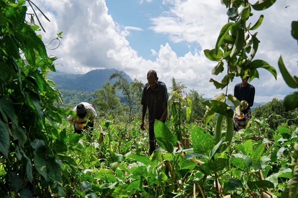 Exploitants agricoles ultramarins : �volution de l�exon�ration des cotisations sociales 