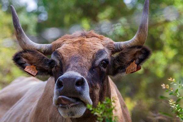 Aide aux bovins en Corse : des conditions pr�cis�es